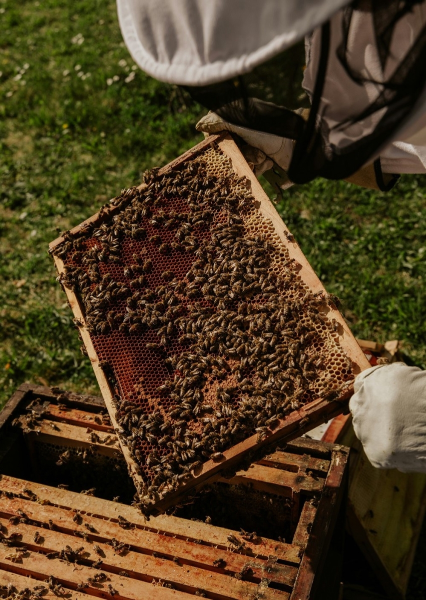 Včela!!! - včelařský jarní veletrh medu