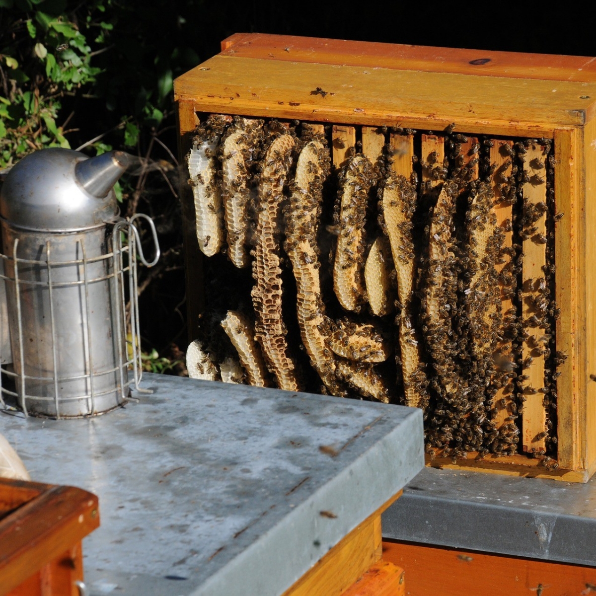 Monitorování včelstev podporujeme