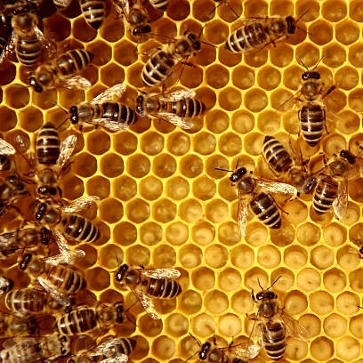 Monitorování včelek