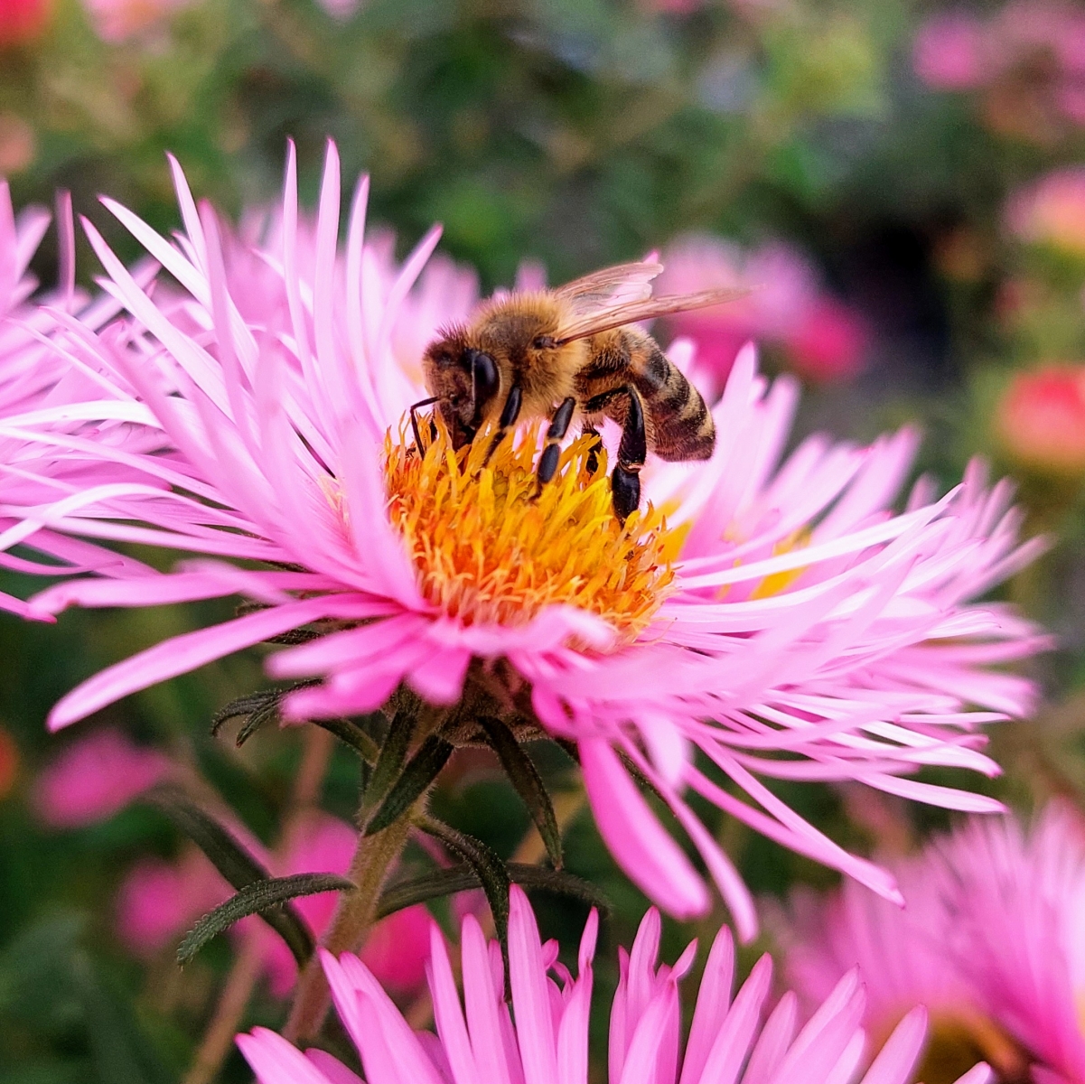 Milion podpisů pod výzvou za záchranu včel a farmářů